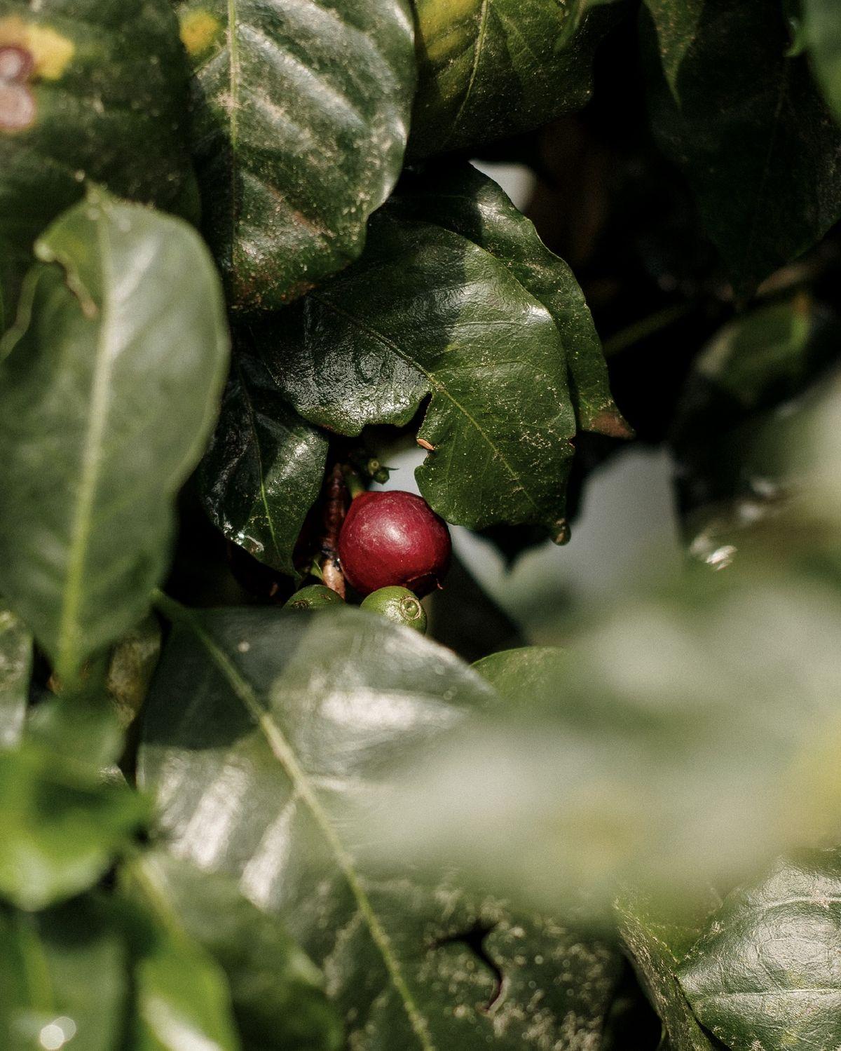 Coffee cherries at the farm
